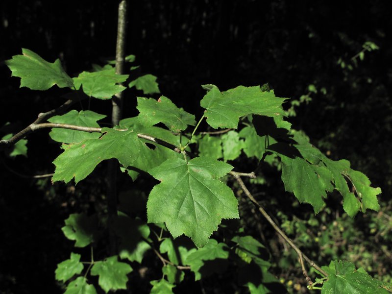 Sorbus torminalis